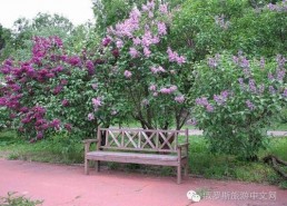 丁香六月激情国产,丁香六月的辉煌篇章