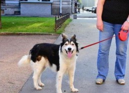 娱乐吃瓜酱骑车狗,骑行狗的趣味日常