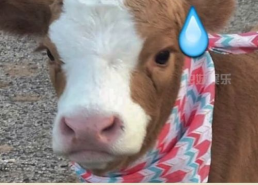 娱乐吃瓜酱细狗,娱乐吃瓜酱带你领略娱乐圈的酸甜苦辣